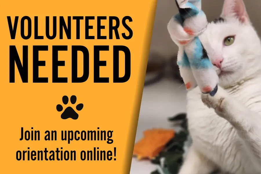 Yellow background with the black text 'Volunteers Needed, Join an upcoming orientation online'. Photo of a white cat playing with a fabric toy.